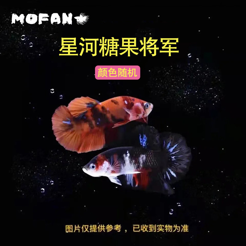 【包活】泰国斗鱼星河糖果将军公鱼