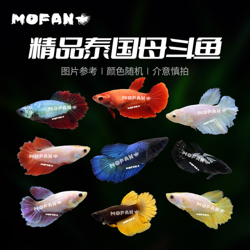 【包活】泰国小型热带观赏半月斗鱼母淡水好养耐活体混养婚纱母鱼