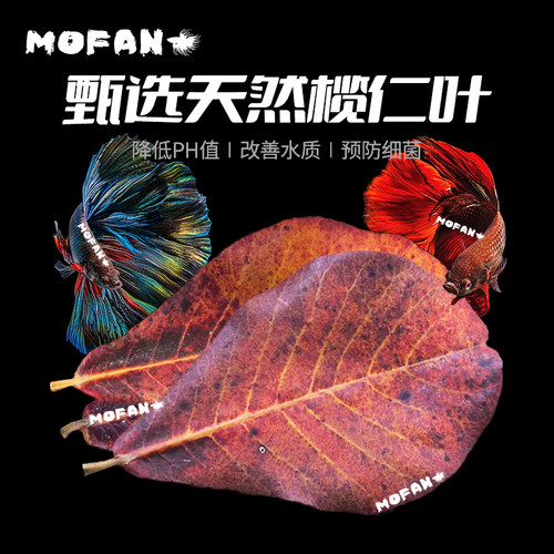 泰国斗鱼专用榄仁橄榄叶稳定水质