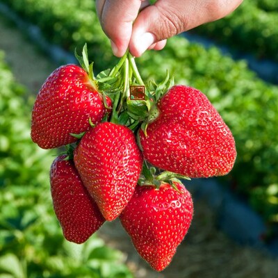 Strawberry Four seasons balcony Potted plant plant edible Dandong 99 Sui Zhu Bananas Thunderbolt Strawberryin the Flower delivery/Flowers simulation/Plants gardening , Flowers/Potted plants (New) , Plants  category - from Buy2taobao.com to provide professional Taobao agent buy service