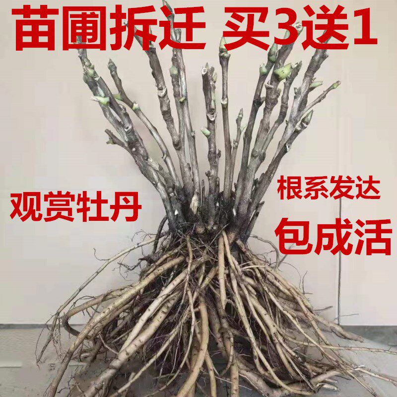 Orthodox school Heze Plena Five years Peony Luoyang peony Potted plant flowers and plants courtyard balcony Seedlings Botanyin the Flower delivery/Flowers simulation/Plants gardening , Flowers/Potted plants (New) , Flowers  category - from Buy2taobao.com to provide professional Taobao agent buy service