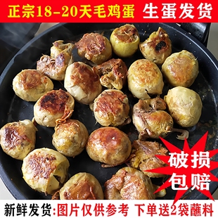 毛蛋鸡胚蛋新鲜18--21天全鸡毛鸡蛋生的凤凰蛋非半鸡半蛋40枚包邮