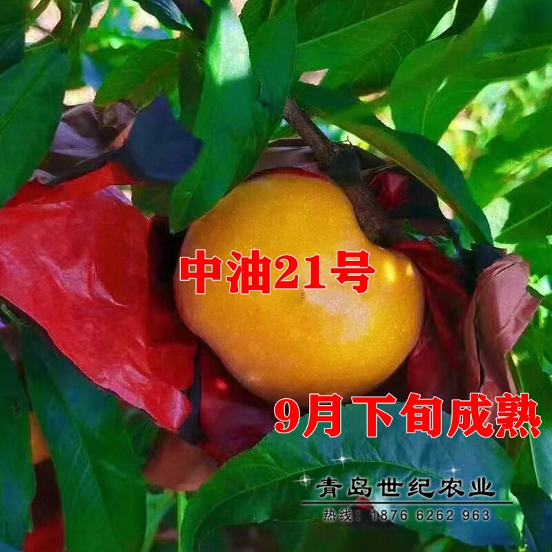 嫁接黄肉油桃树成品苗特大晚熟中油21号油桃苗脆甜桃子树苗南北方