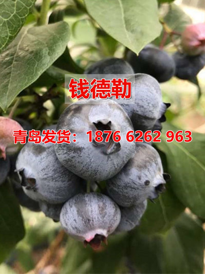 北高丛钱德勒蓝莓树苗蓝莓树果苗耐寒晚熟蓝莓苗南方北方盆栽地栽