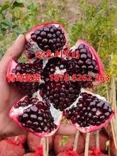 以色列黑软籽石榴树树苗特大酸甜石榴树苗南北方庭院种植当年结果