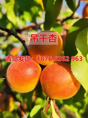 四季种植当年结果果树苗杏子树苗