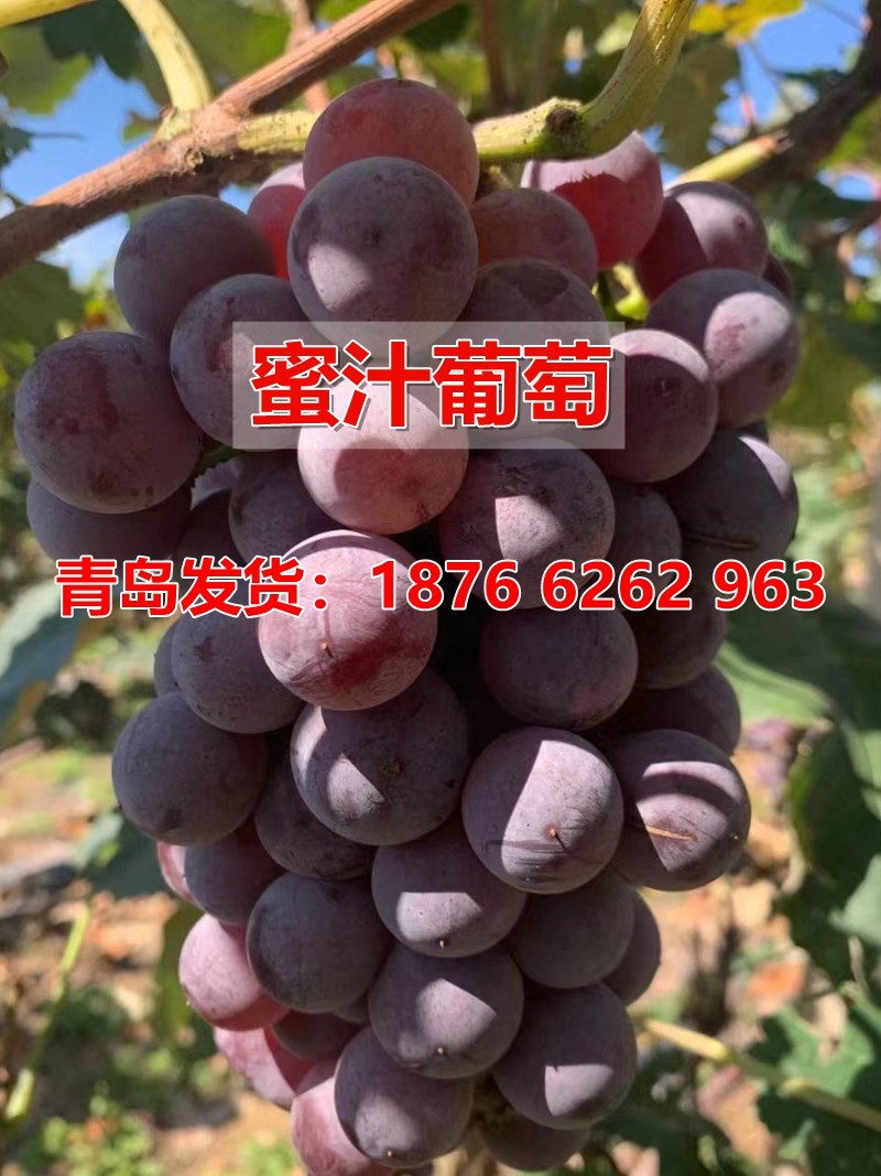 嫁接无核蜜汁葡萄树苗早熟雨水红爬藤葡萄苗盆栽庭院地栽当年结果