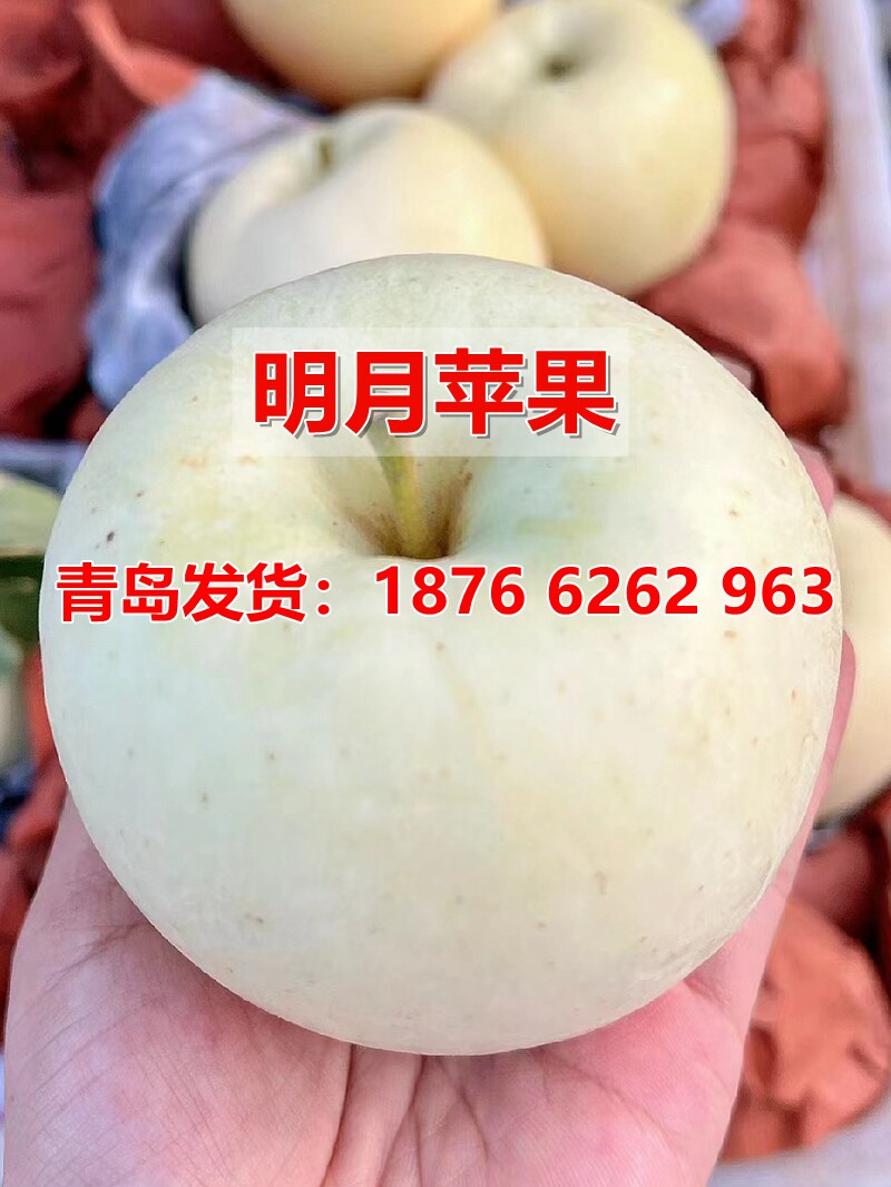 嫁接晚熟明月苹果树苗名月苹果苗带香气脆甜多汁南方北方种植果苗