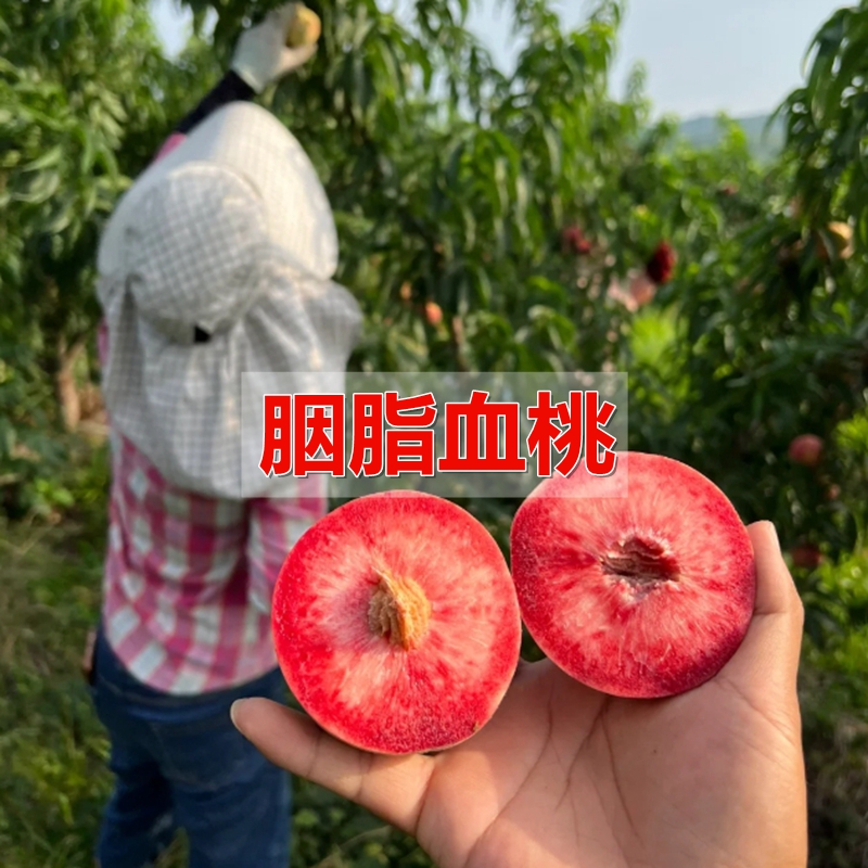 水蜜桃苗油桃当年结果血桃桃树苗