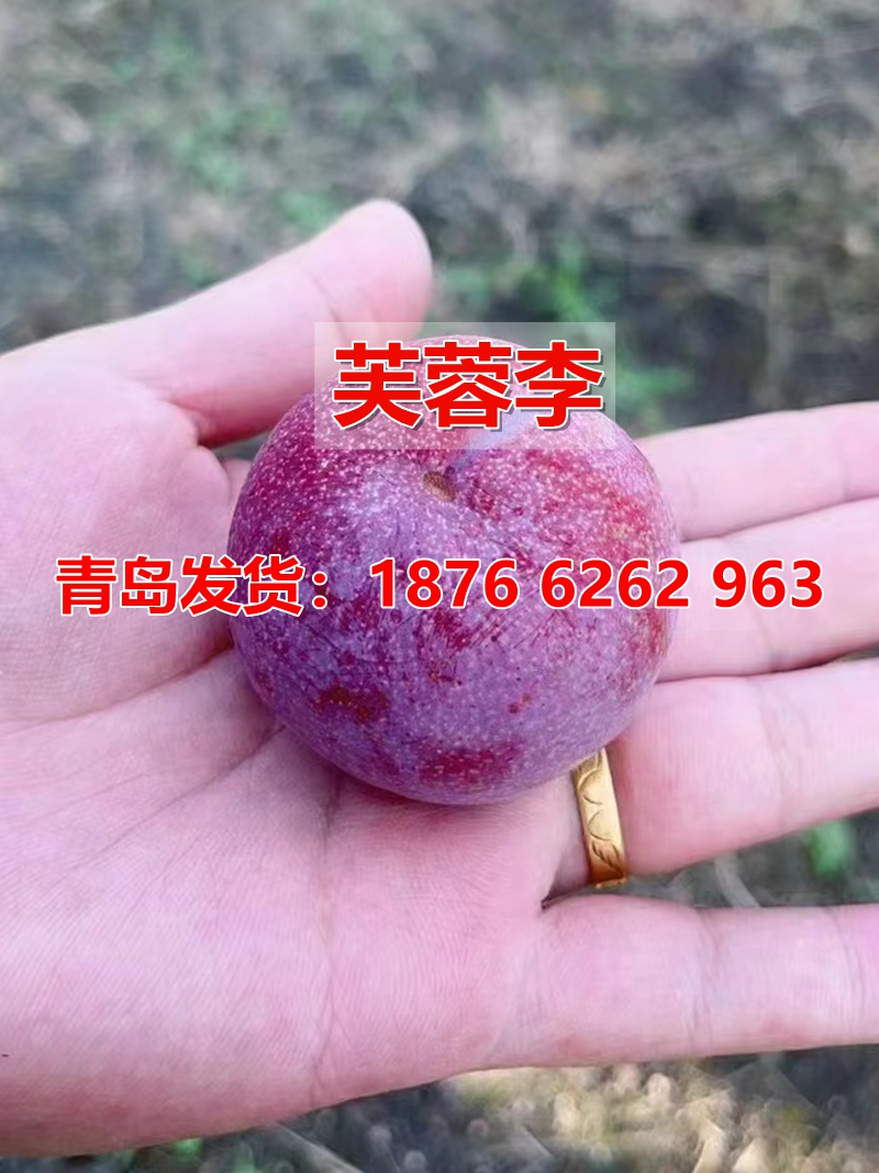 四季种植当年结果李子树苗嫁接苗