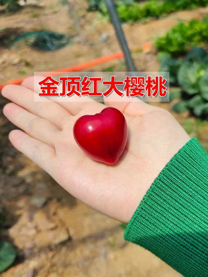 嫁接金顶红樱桃树苗高甜车厘子苗盆地栽北南方种植当年结果果树苗