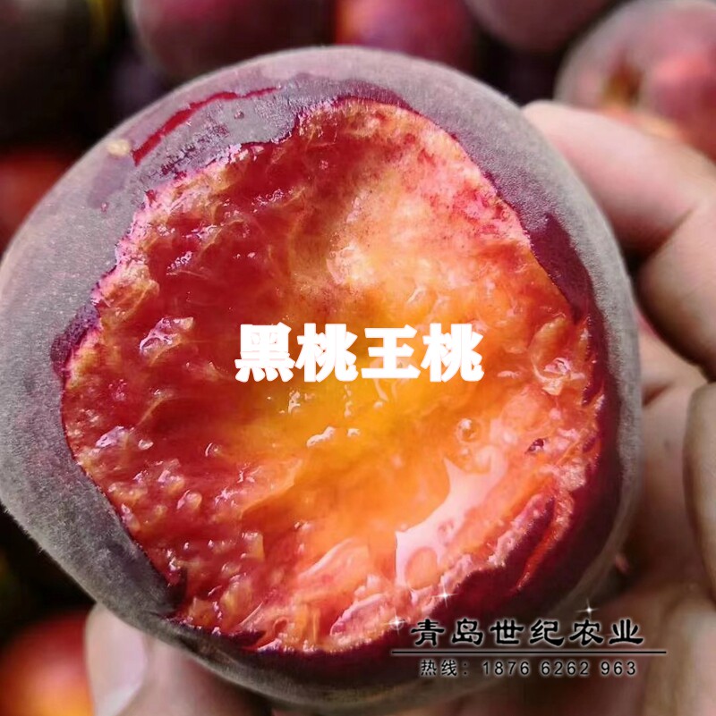嫁接中华黑桃王桃树苗特大晚熟脆甜血桃树果苗南北方庭院盆栽地栽