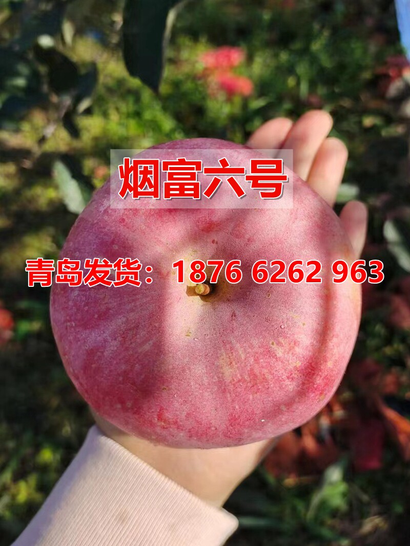 嫁接神富6号苹果树苗晚熟特大脆甜烟富6号苹果苗北南方种植当年结