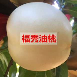 嫁接福秀油桃桃树苗9月下旬10月初成熟晚熟脆甜离核桃苗忆香蜜