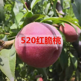 嫁接桃树苗早熟特大桃树苗新品种五月中旬成熟极早520红脆桃子苗