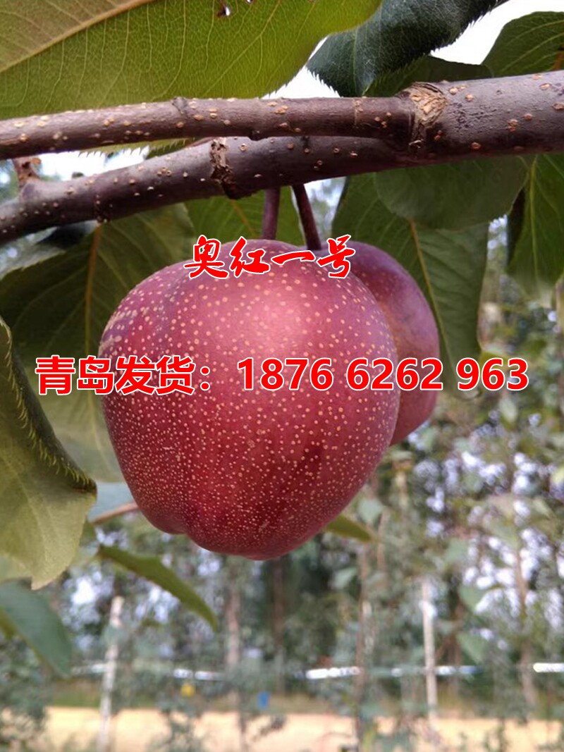 嫁接奥红一号梨树果苗特大全红梨树苗早熟红梨苗南方北方盆栽地栽