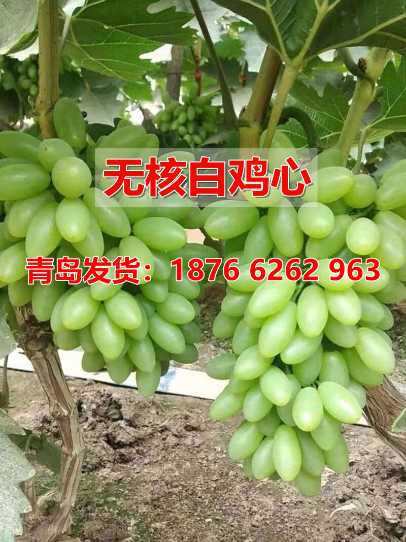 无核白鸡心葡萄树苗南方北方种植嫁接世纪无籽爬藤葡萄苗盆栽地栽