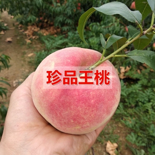 嫁接珍品王桃桃树苗10月成熟极晚熟离核脆甜玉红巨雪桃苗当年结