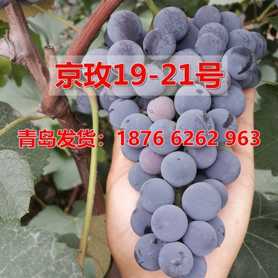 南北方种植优质葡萄苗四季种植苗