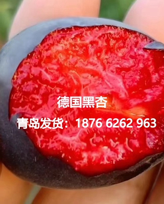 矮化苗新品种室内室外地栽杏树苗