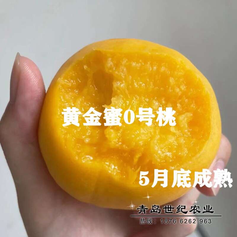嫁接大果脆甜5月黄桃树苗早熟17版黄金蜜0号桃树苗黄桃苗当年结果