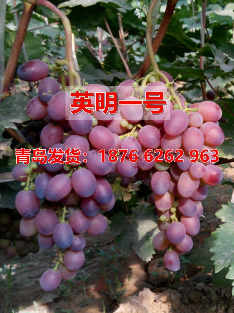 平度大泽山嫁接葡萄树苗新品种葡萄英明一号葡萄苗早熟品种果树苗