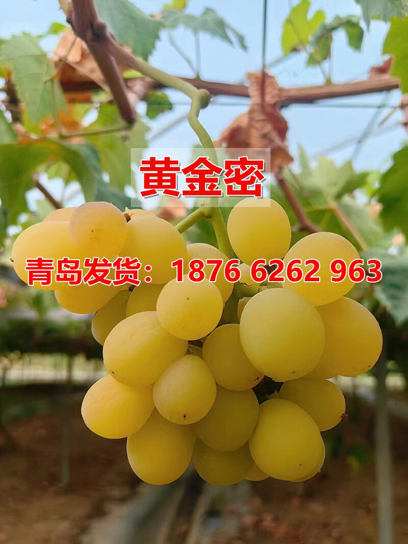 嫁接黄金蜜葡萄苗耐寒无籽爬藤葡萄树南方北方盆地栽果树当年结果