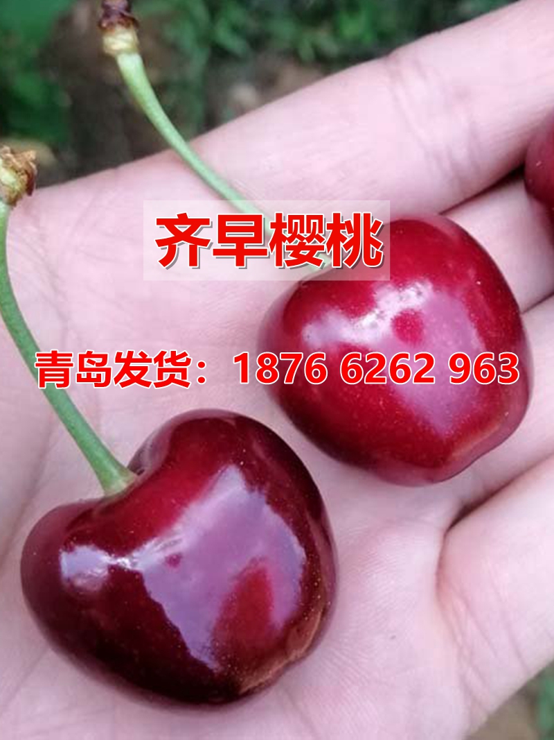 嫁接特早熟奇早大樱桃苗齐早樱桃树苗车厘子树苖盆栽南方北方种植