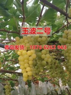 青岛大泽山玉波二号葡萄苗中晚熟葡萄新品种树苗当年结果庭院果苗