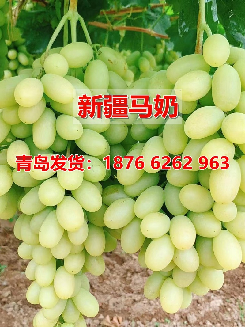 无籽白马奶子葡萄树苖白马乳葡萄苗南方北方种植当年结果果树果,鲜花速递/花卉仿真/绿植园艺,果树,淘宝优惠券,粉丝福利购,淘宝优惠卷