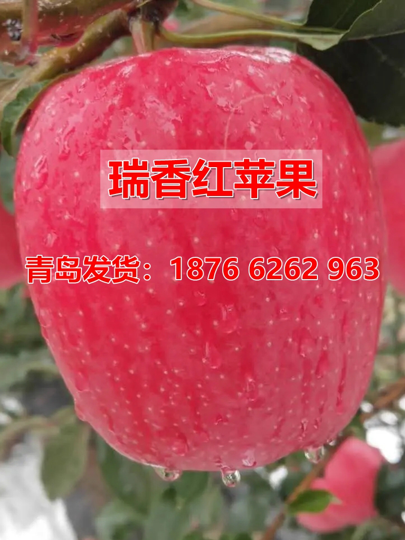 新品种瑞香红苹果苗当年结果南北种植嫁接晚熟瑞香红苹果树苗