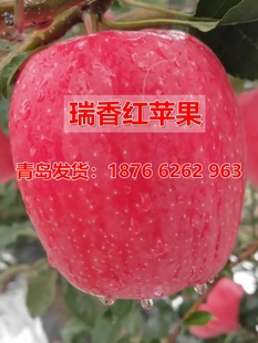 新品种瑞香红苹果苗当年结果南北种植嫁接晚熟瑞香红苹果树苗