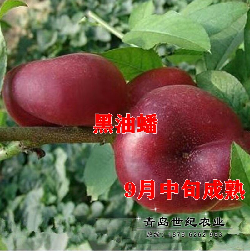黑色蟠桃树苗 黑油蟠桃苗 黑油蟠桃树苗 九月成熟 黑色桃树新品种