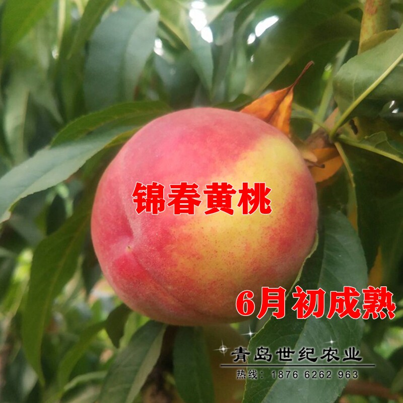嫁接锦春黄桃树苗特大早熟黄桃苗盆栽南北方种植庭院地栽当年结果