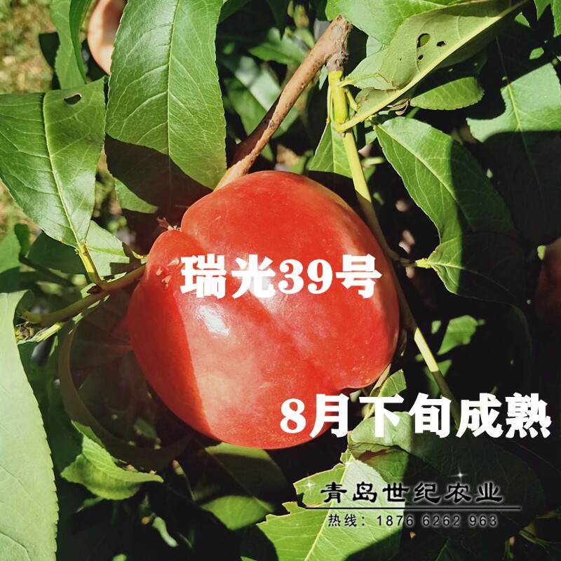 油桃树果苗晚熟瑞光39号油桃苗脆甜水蜜桃苗盆栽地栽南方北方种植