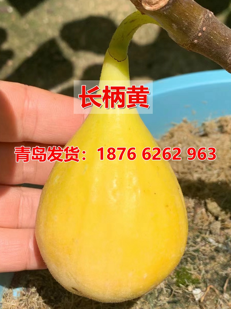 南北方种植优质无花果树苗盆栽苗