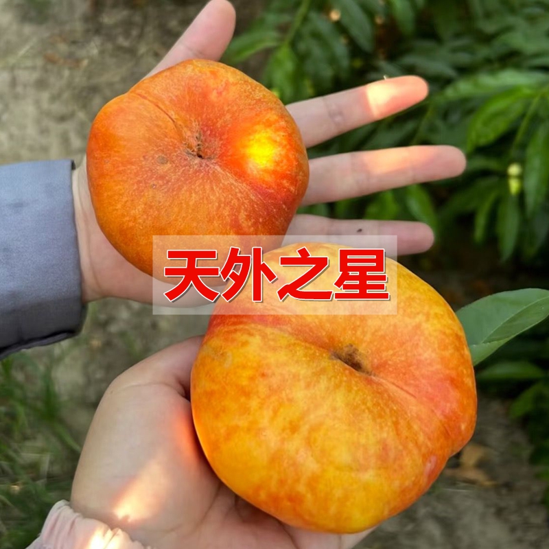新品种油蟠桃树苗天外之星桃树苗