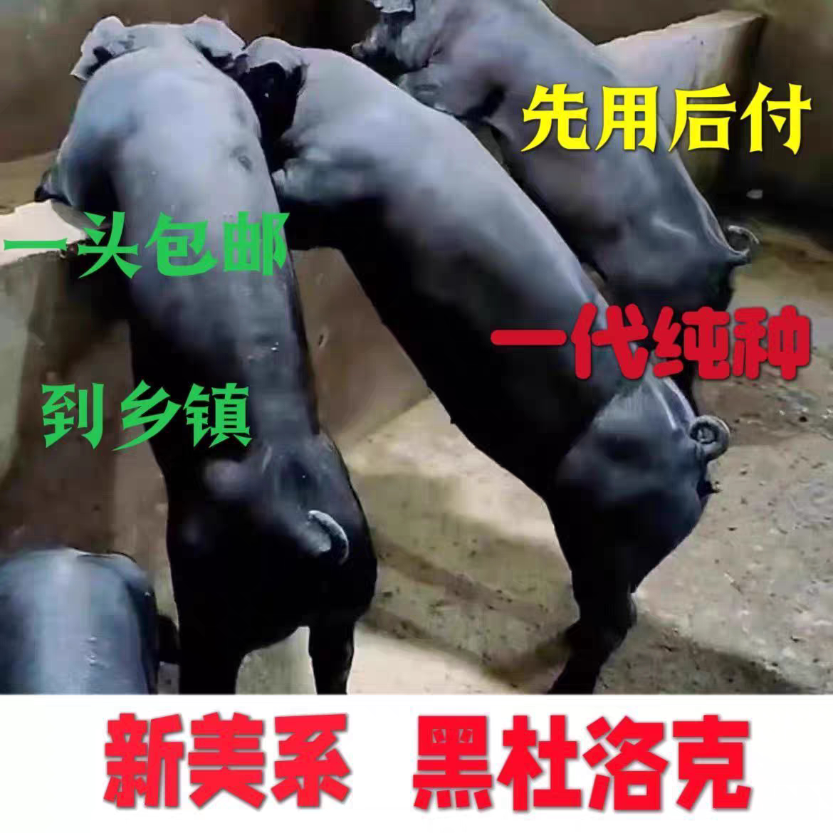 黑杜洛克公猪种母猪配重国寿黑母配种服务