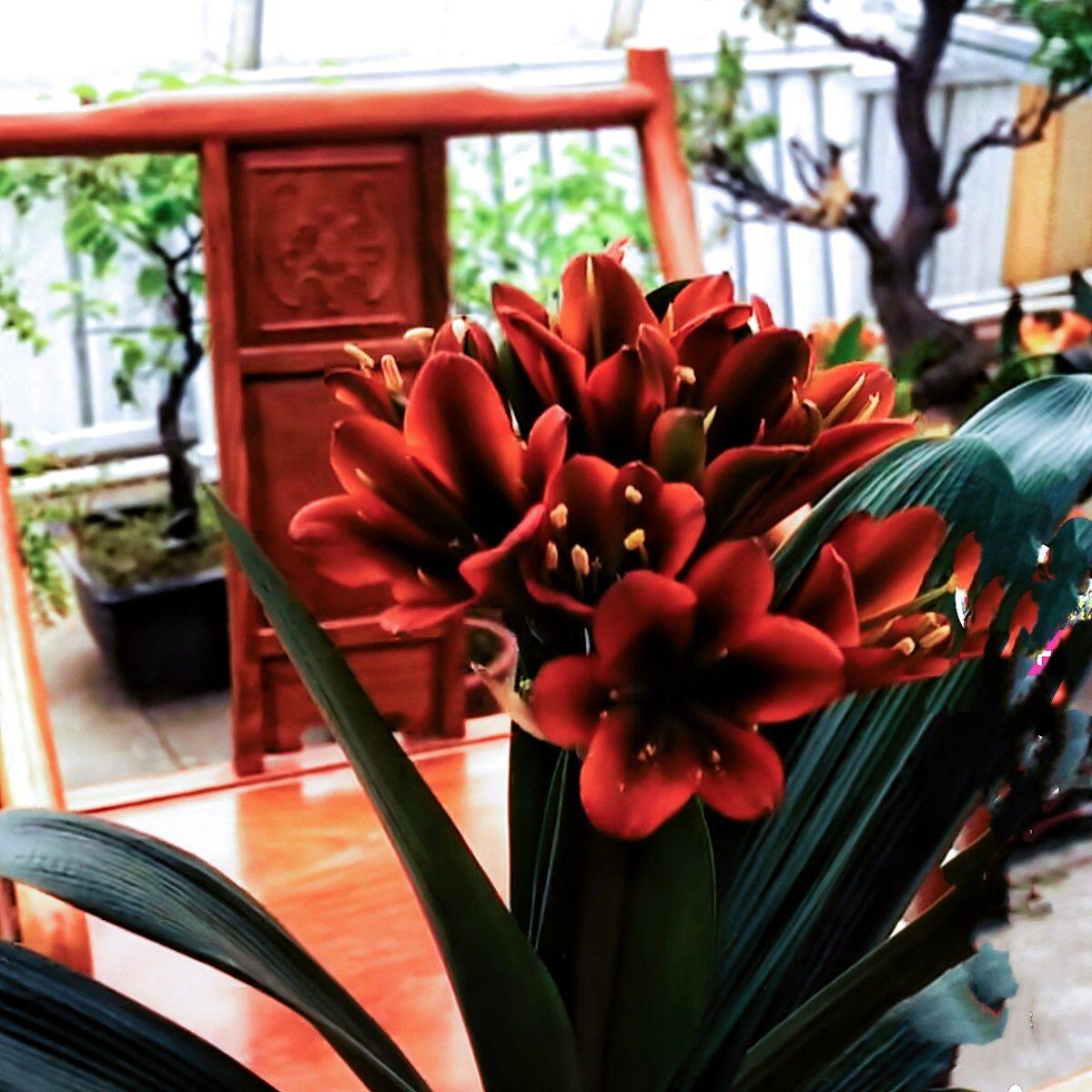 东北精品君子兰红花黑心赤黑黑金刚对版发货保真保纯带盆发货