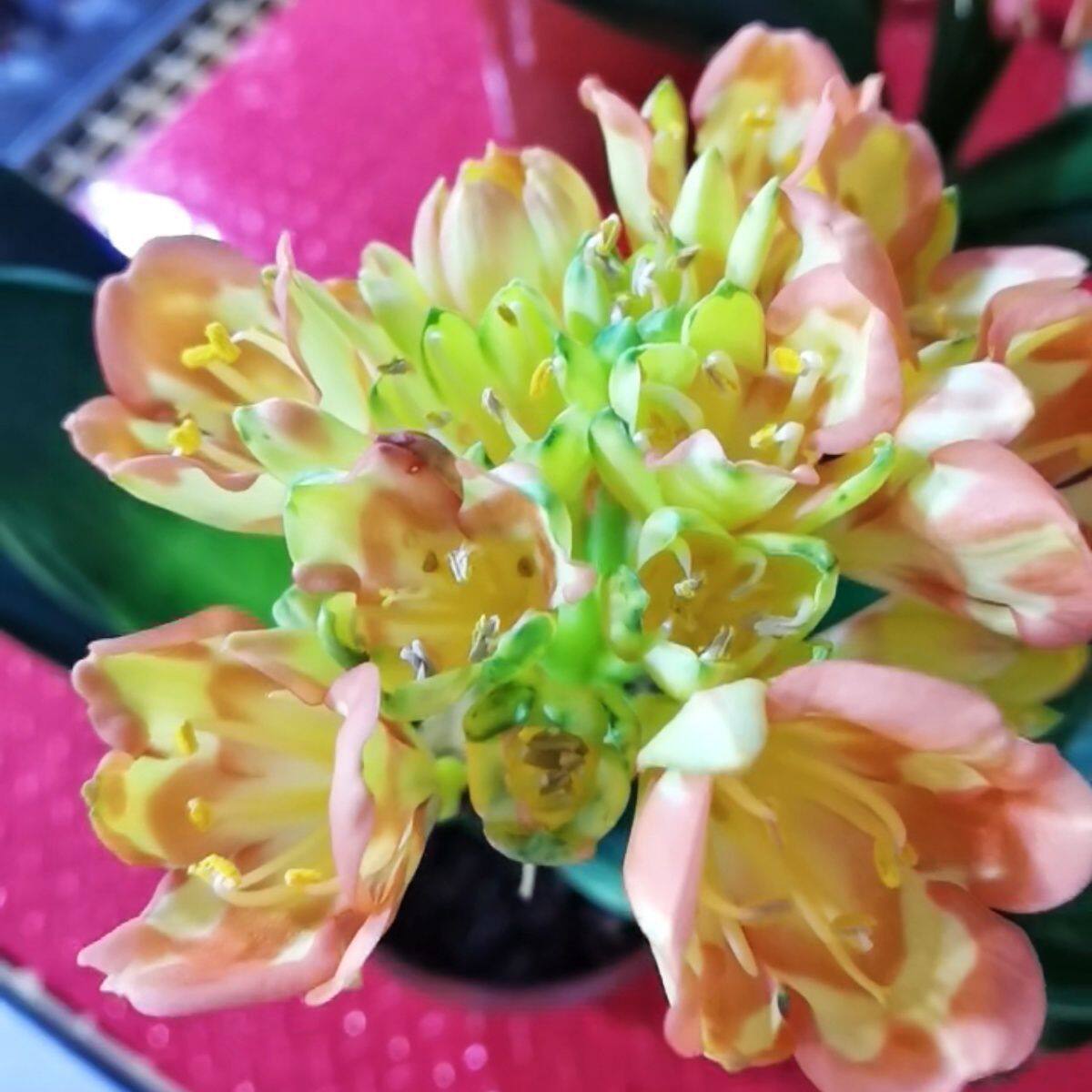 长春特色稀有异花君子兰双色晕染重瓣花卉绿植