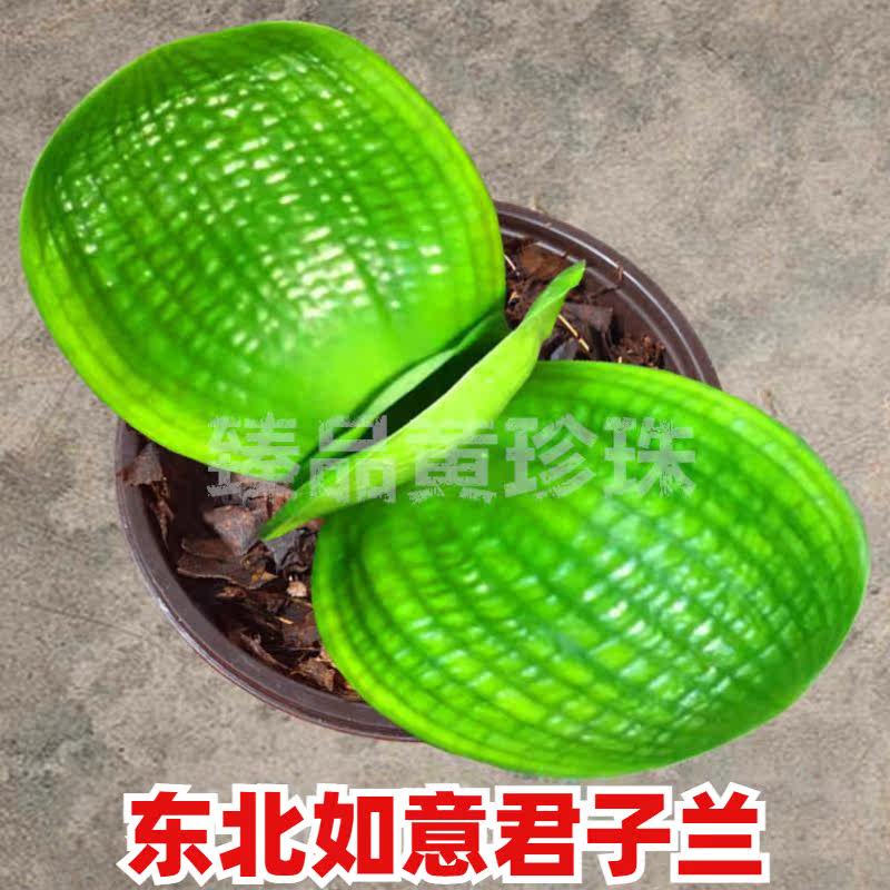 东北如意君子兰臻品黄珍珠圆头宽叶黄体珍珠王短叶小苗水晶绿植