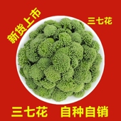 云南文山特产四年生春三七花田七头花茶纯天然新花100克g正品 包邮