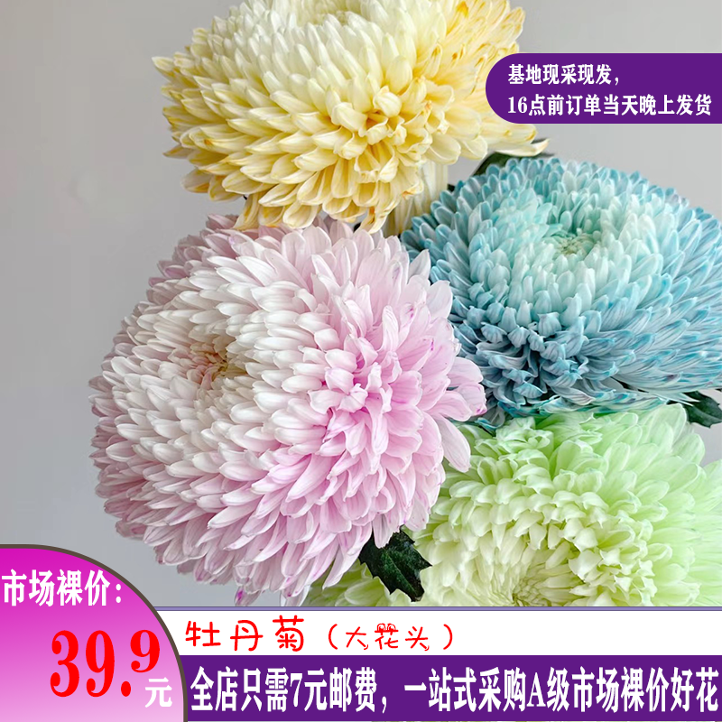 进口绛紫色牡丹菊鲜花空运花瓶