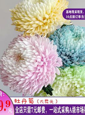 青花瓷牡丹菊鲜花云南直发室内真花鲜切花插花蓝色菊花花束花期长