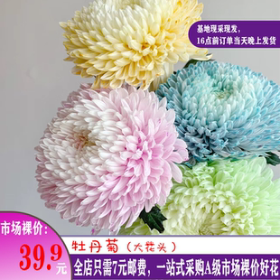 牡丹菊青花瓷鲜花云南直发室内真花鲜切花插花蓝色菊花花束花期长