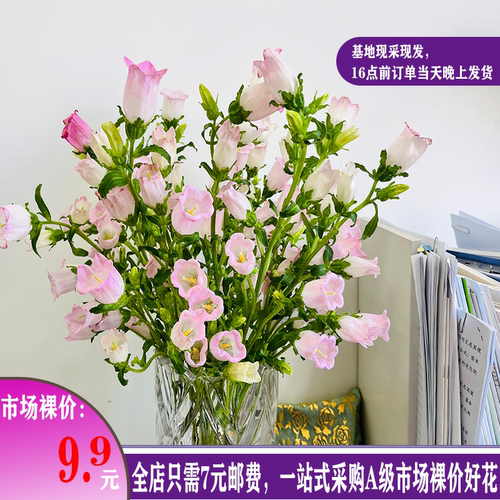 A级鲜花风铃昆明基地发货非绣球玫瑰桔梗小菊洋牡丹百合康乃馨