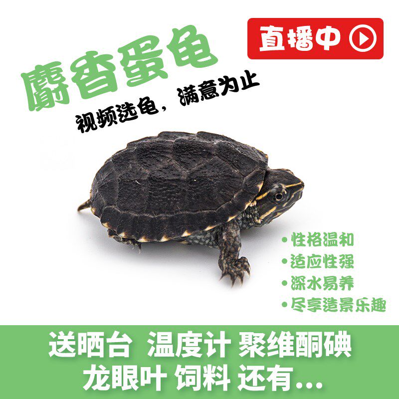 麝香龟剃刀苗双头乌龟宠物龟苗超大深水龟稀罕有乌龟蛋窄桥龟蛋龟