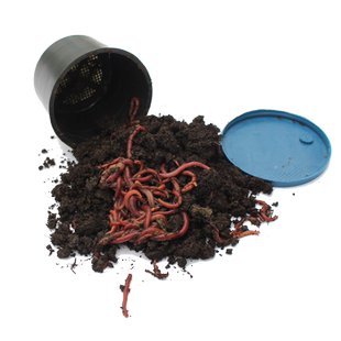 盒装活体蚯蚓活饵钓鱼红蚯蚓垂钓鲫鱼饵料王军鱼饵包邮