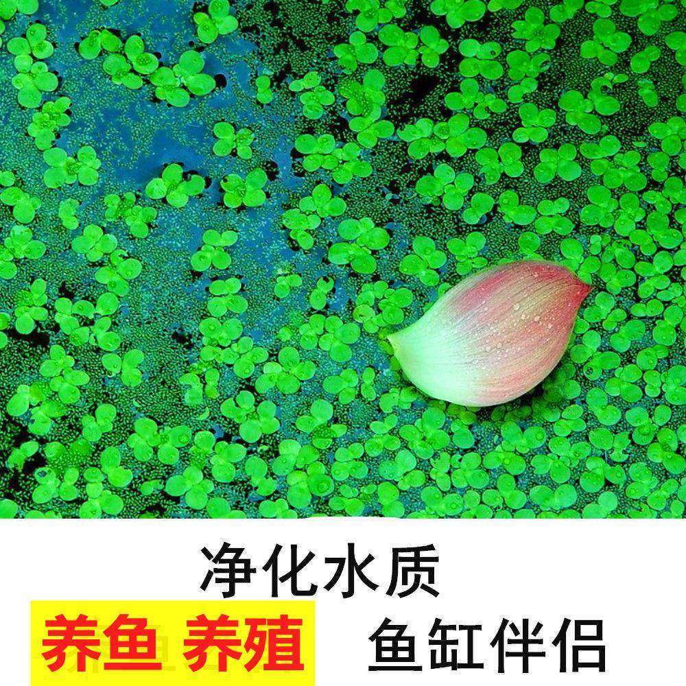 鱼缸常见藻类,常见藻类_大山谷图库