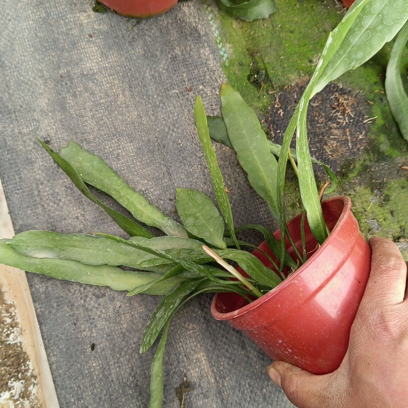 印尼小叶昙花正宗绿植花卉小盆栽四季好养殖开花好养园艺植物